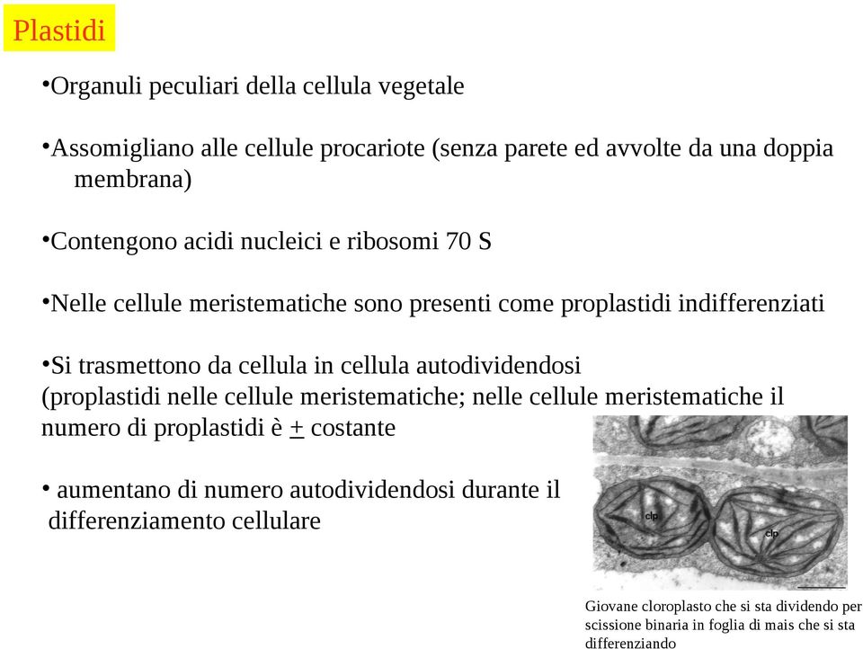 autodividendosi (proplastidi nelle cellule meristematiche; nelle cellule meristematiche il numero di proplastidi è + costante aumentano di numero