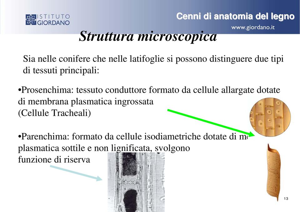 cellule allargate dotate di membrana plasmatica ingrossata (Cellule Tracheali) Parenchima: formato