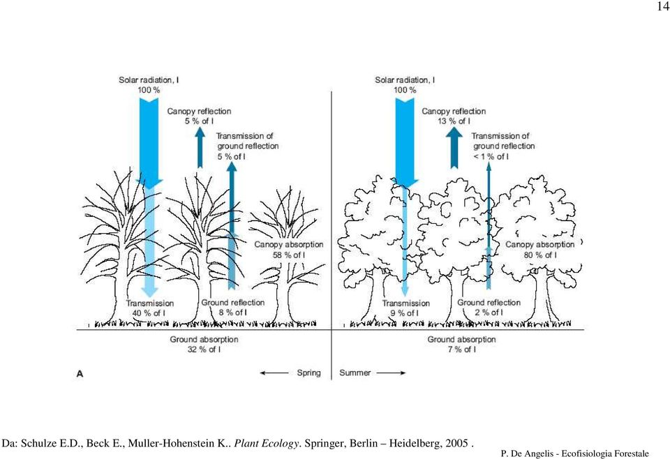 . Plant Ecology.