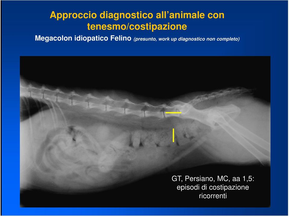 Felino (presunto, work up diagnostico non