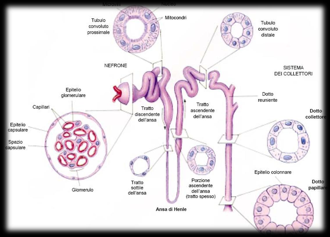 CAPITOLO IV- I RENI- sono due tipi di cellule: le principali che sono chiare e le cellule interposte scure.