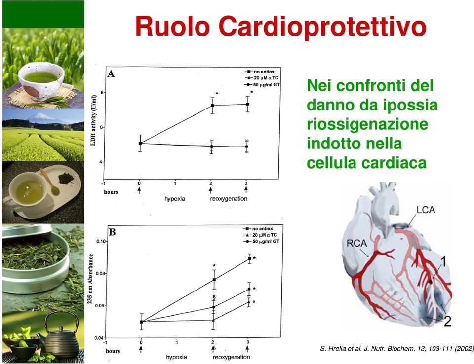 indotto nella cellula cardiaca S.