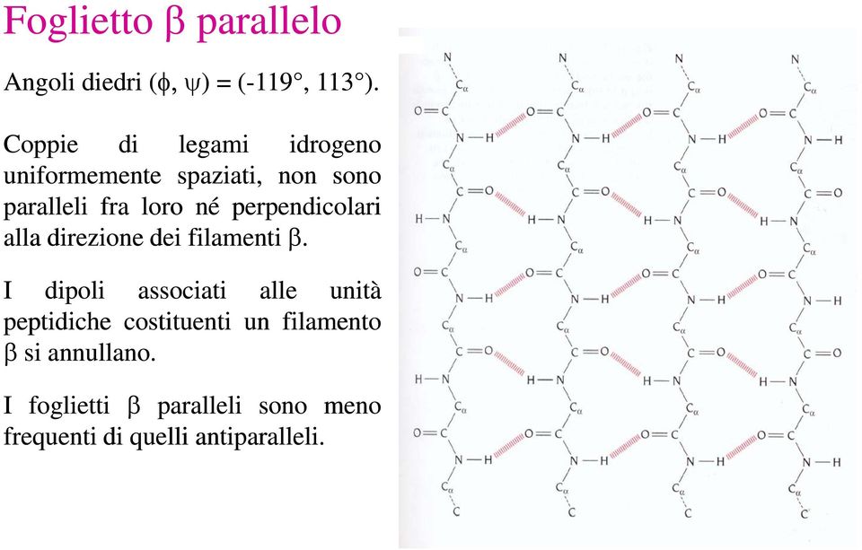 perpendicolari alla direzione dei filamenti β.