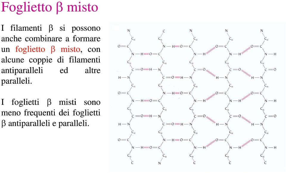 filamenti antiparalleli ed altre paralleli.