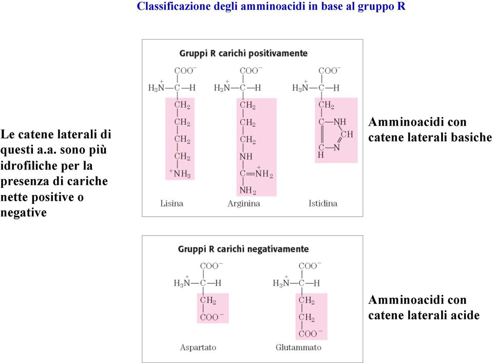 presenza di cariche nette positive o negative Amminoacidi