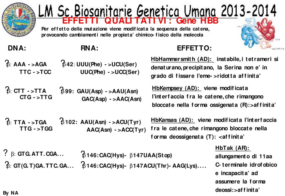 ->TTA CTG ->TTG β 99: GAU(Asp) ->AAU(Asn) GAC(Asp) ->AAC(Asn) HbKempsey (AD): viene modificata l interfaccia fra le catene,che rimangono bloccate nella forma ossigenata (R):>affinita β: TTA ->TGA TTG