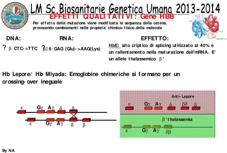 splicing utilizzato al 40% e un rallentamento nella maturazione dell mrna.