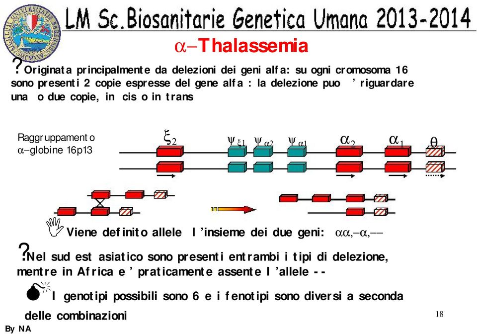 Viene definito allele l insieme dei due geni: Nel sud est asiatico sono presenti entrambi i tipi di delezione, mentre in