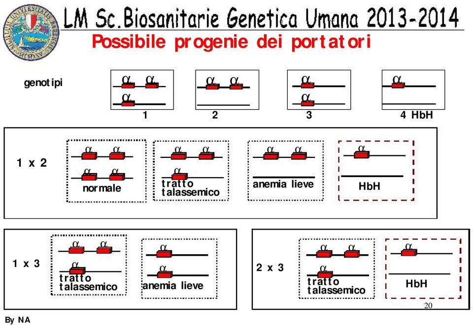 anemia lieve HbH 1 x 3 2 x 3 tratto