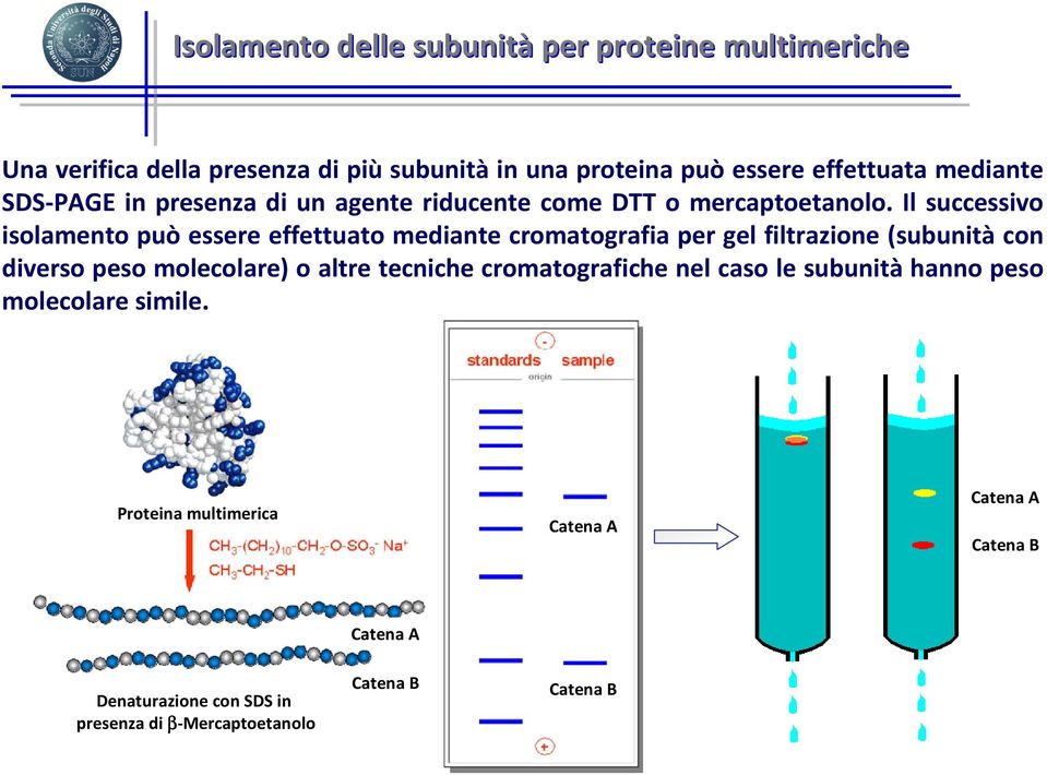 Il successivo isolamento può essere effettuato mediante cromatografia per gel filtrazione (subunità con diverso peso molecolare) o altre