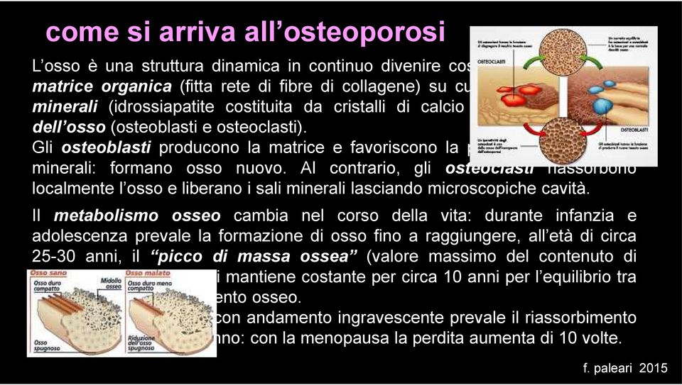 Gli osteoblasti producono la matrice e favoriscono la precipitazione dei sali minerali: formano osso nuovo.