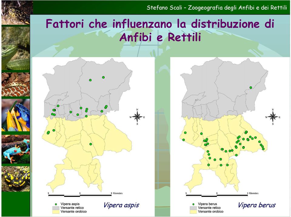 distribuzione di