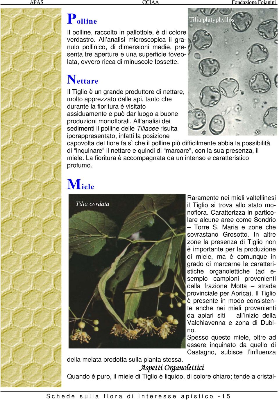 Nettare Il Tiglio è un grande produttore di nettare, molto apprezzato dalle api, tanto che durante la fioritura è visitato assiduamente e può dar luogo a buone produzioni monoflorali.