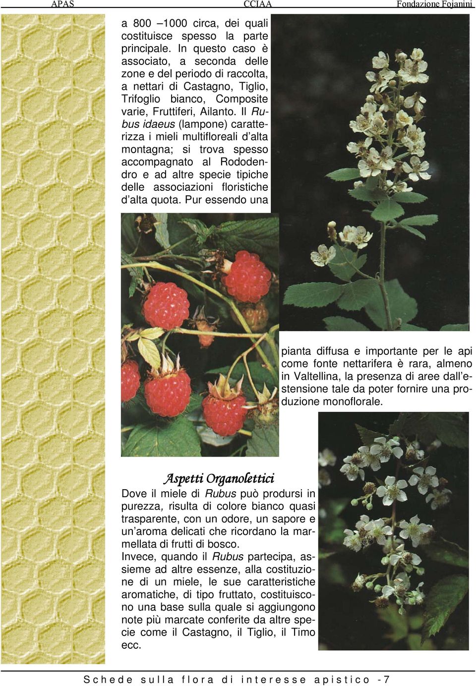 Il Rubus idaeus (lampone) caratterizza i mieli multifloreali d alta montagna; si trova spesso accompagnato al Rododendro e ad altre specie tipiche delle associazioni floristiche d alta quota.