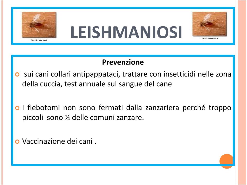 sul sangue del cane I flebotomi non sono fermati dalla