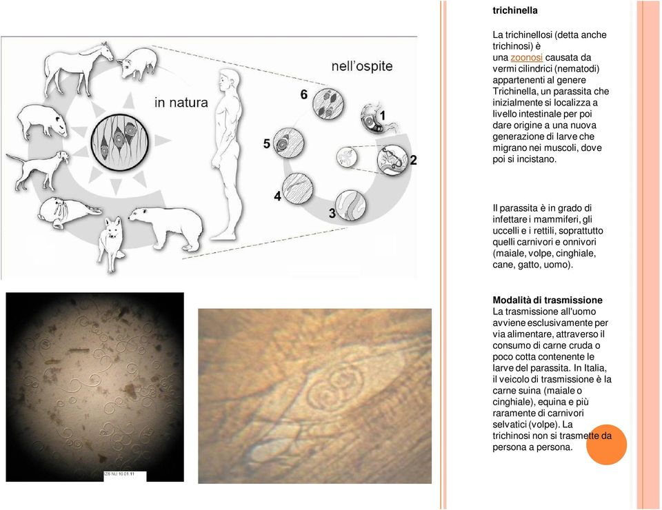 Il parassita è in grado di infettare i mammiferi, gli uccelli e i rettili, soprattutto quelli carnivori e onnivori (maiale, volpe, cinghiale, cane, gatto, uomo).