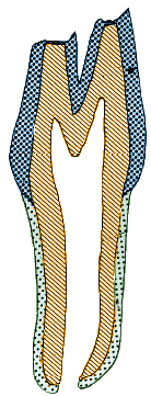 2 La radice La radice è costituita esternamente dal cemento e internamente dalla dentina, che delimita la cavità del dente (Fig. 2.3).