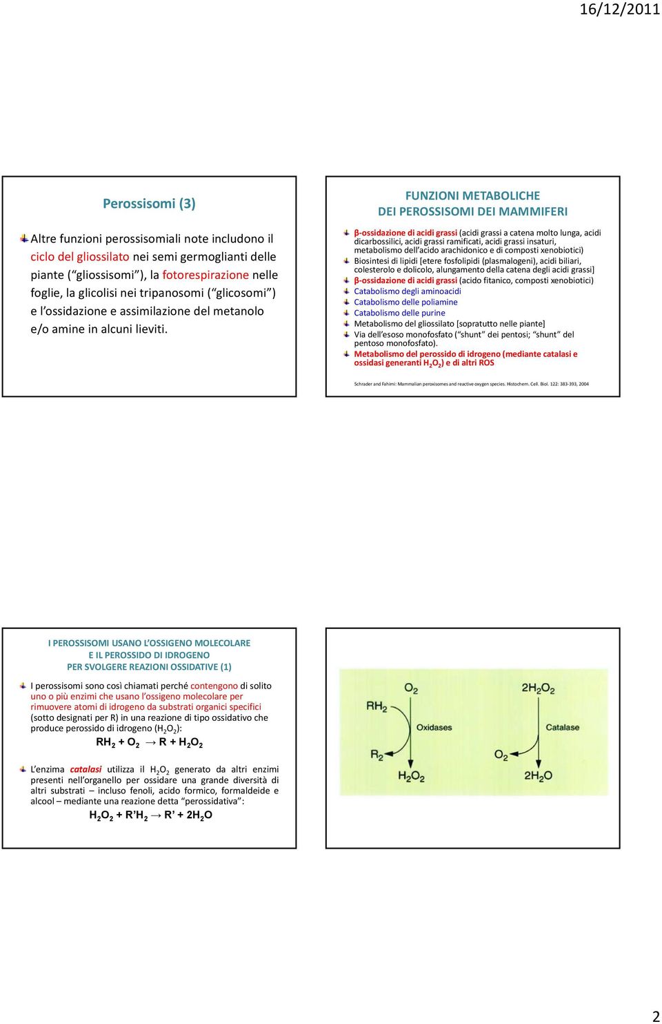 FUNZIONI METABOLICHE DEI PEROSSISOMI DEI MAMMIFERI β ossidazione di acidi grassi (acidi grassi a catena molto lunga, acidi dicarbossilici, acidi grassi ramificati, acidi grassi insaturi, metabolismo