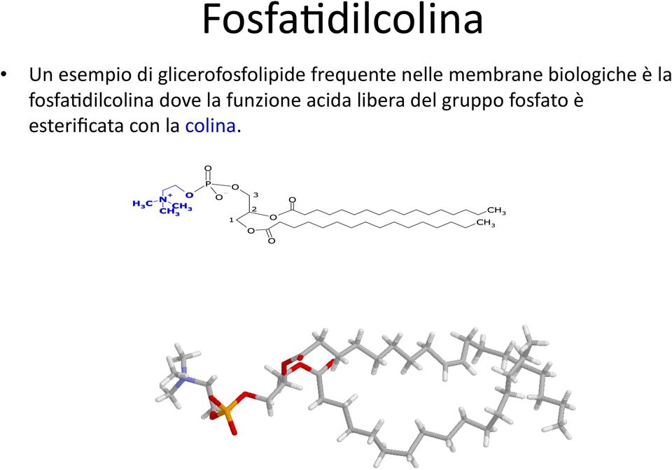 biologiche è la fosfa8dilcolina dove la