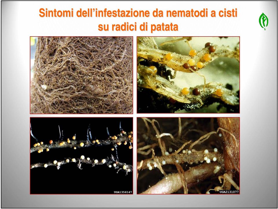 nematodi a cisti