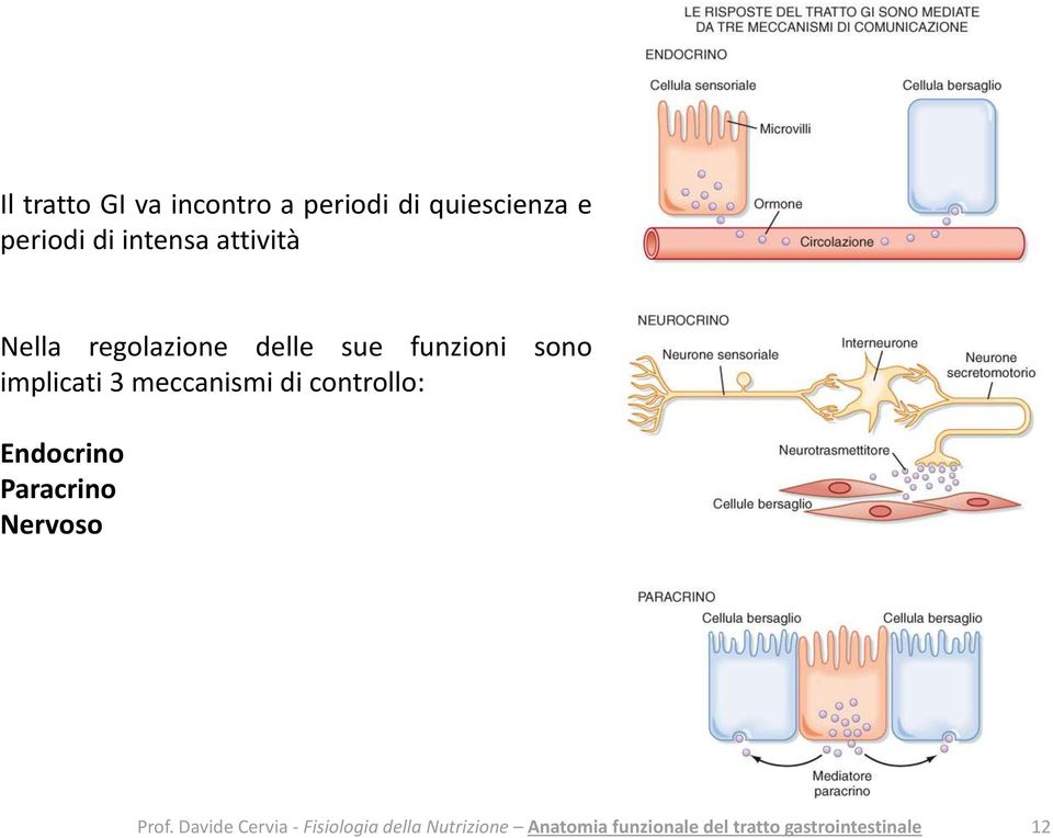 regolazione delle sue funzioni sono implicati 3