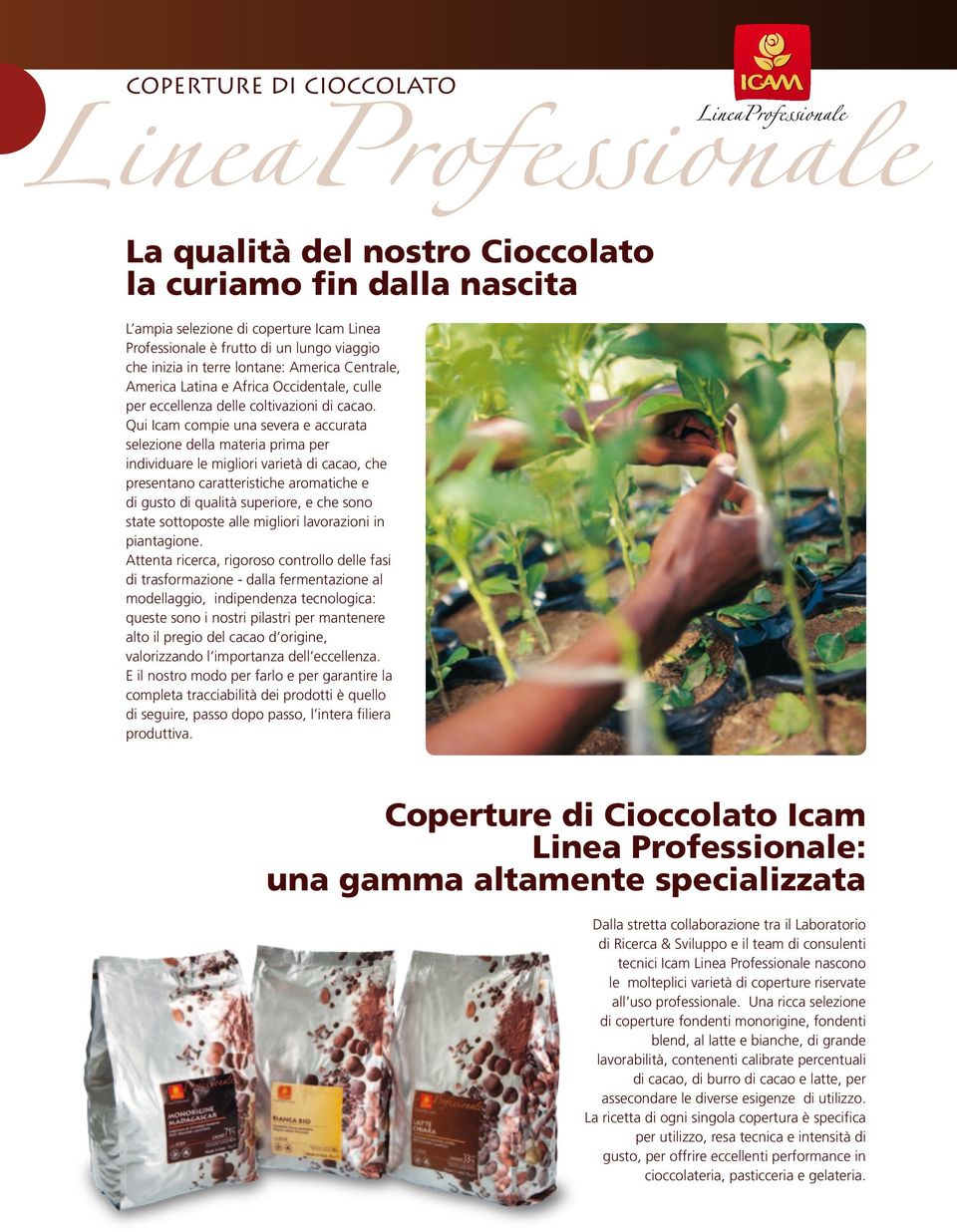 Qui Icam compie una severa e accurata selezione della materia prima per individuare le migliori varietà di cacao, che presentano caratteristiche aromatiche e di gusto di qualità superiore, e che sono