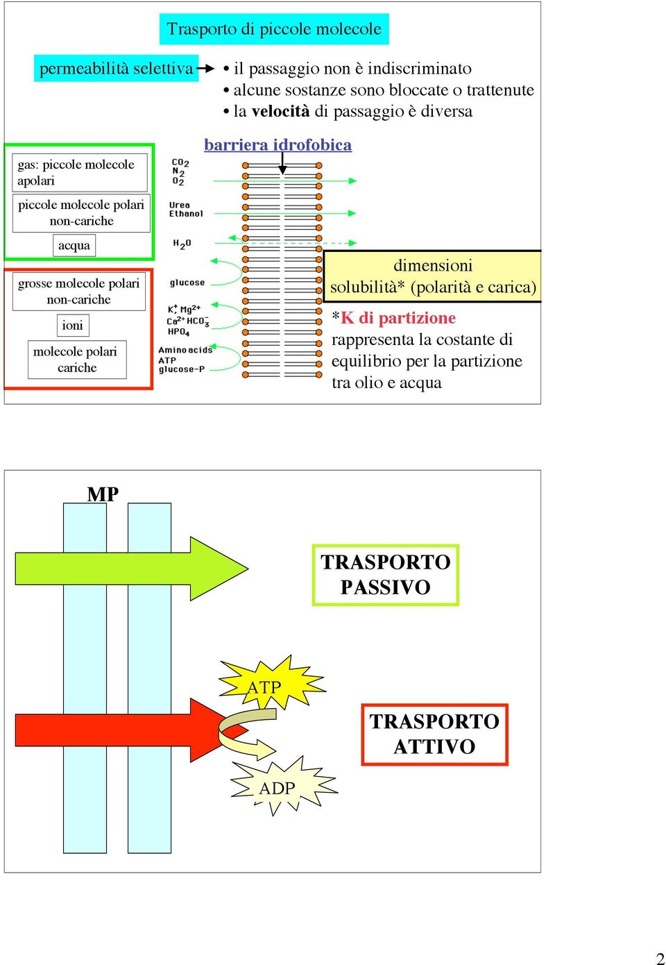 bloccate o trattenute la velocità di passaggio è diversa barriera idrofobica dimensioni solubilità* (polarità e carica) *K