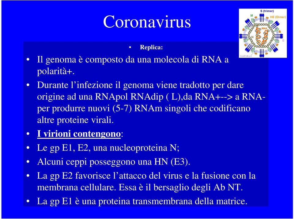 RNAm singoli che codificano altre proteine virali.