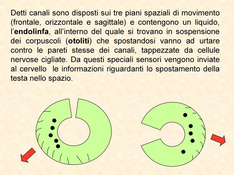 che spostandosi vanno ad urtare contro le pareti stesse dei canali, tappezzate da cellule nervose cigliate.