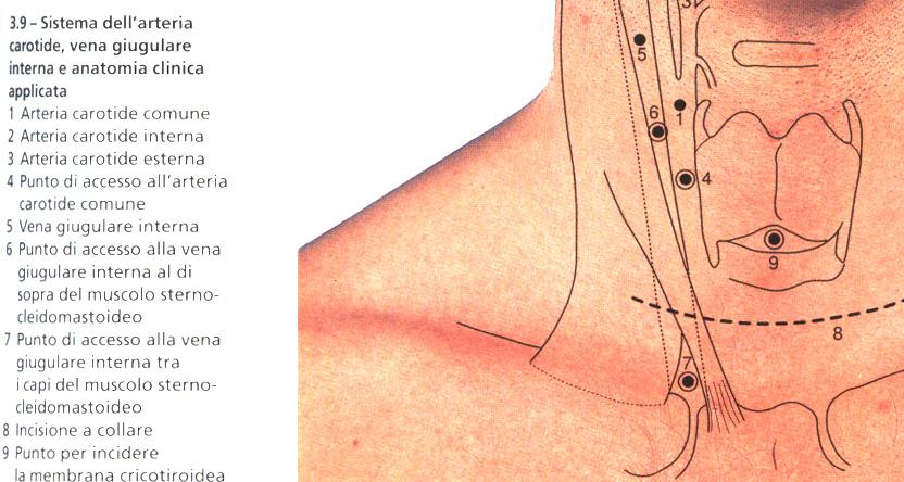 Lobi della tiroide adiacenti alla cartilagine tiroidea al di sotto della linea obliqua ricoperti dai muscoli omoioideo, sternoioideo, sternotiroideo; difficilmente palpabili perché ricoperti anche da