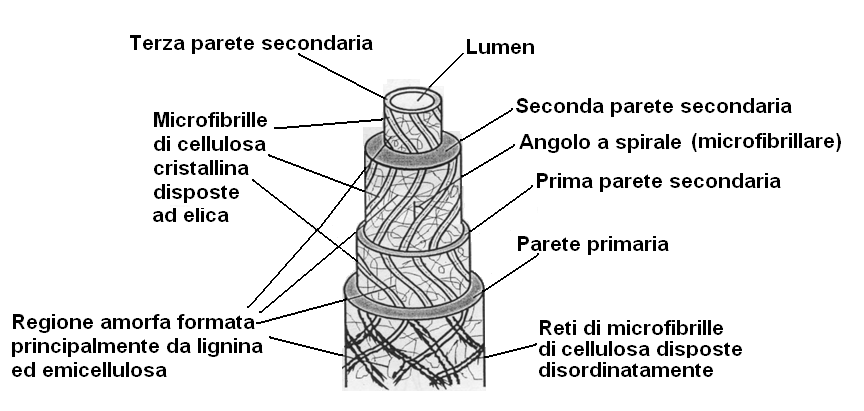 STRUTTURA DELLE FIBRE (gerarchizzata con geometria a spirale) Cellulosa