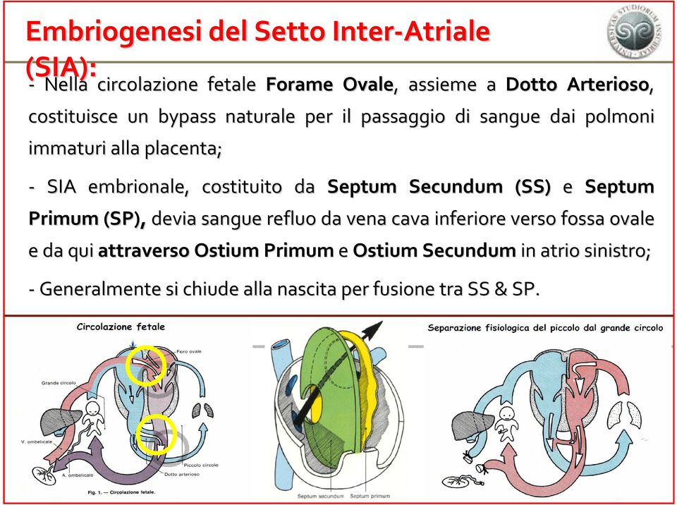 costituito da Septum Secundum (SS) e Septum Primum (SP), devia sangue refluo da vena cava inferiore verso fossa ovale