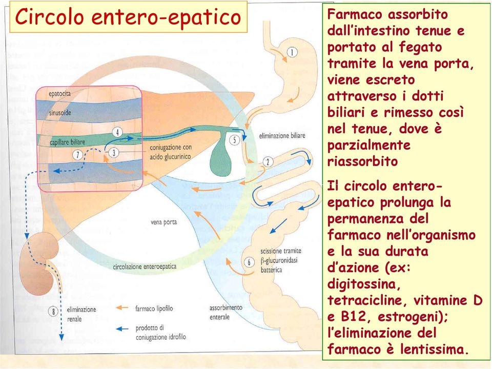 circolo entero- Il circolo enteroepatico prolunga la permanenza del farmaco nell organismo e la sua durata