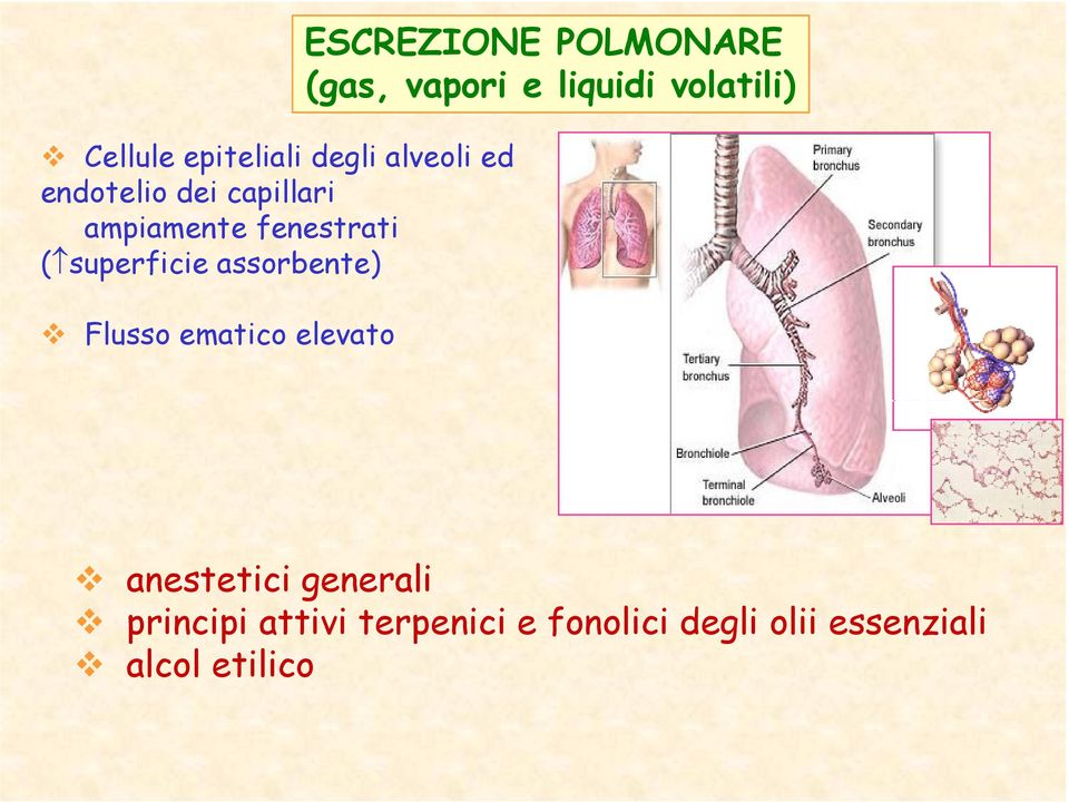 elevato ESCREZIONE POLMONARE (gas, vapori e liquidi volatili)