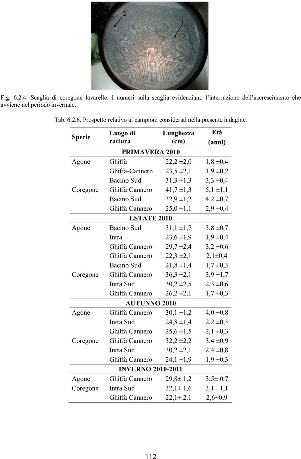 ±1,1 Bacino Sud 32,9 ±1,2 4,2 ±0,7 Ghiffa Cannero 25,0 ±1,1 2,9 ±0,4 ESTATE 2010 Agone Bacino Sud 31,1 ±1,7 3,8 ±0,7 Intra 23,6 ±1,9 1,9 ±0,4 Ghiffa Cannero 29,7 ±2,4 3,2 ±0,6 Ghiffa Cannero 22,3