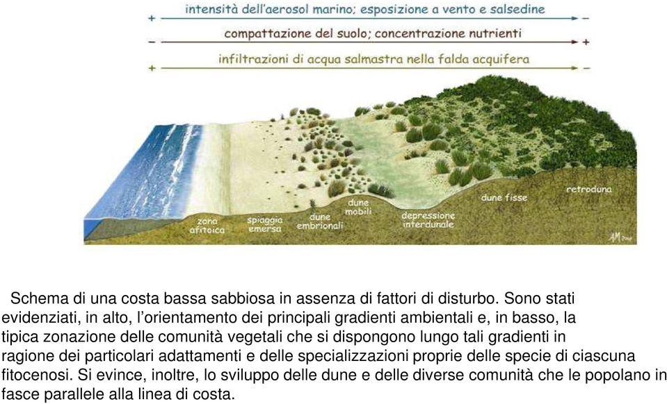 delle comunità vegetali che si dispongono lungo tali gradienti in ragione dei particolari adattamenti e delle