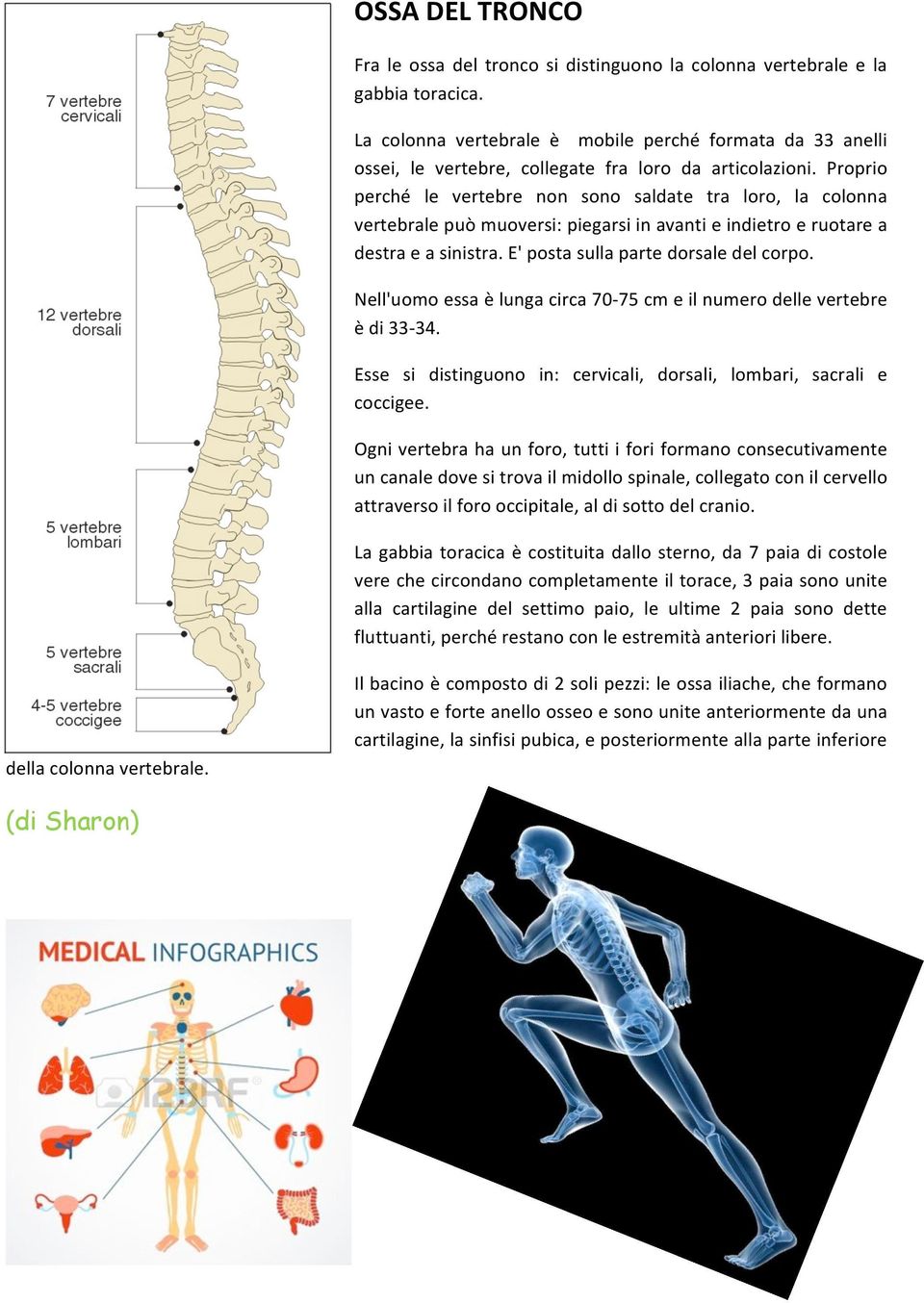 Proprio perché le vertebre non sono saldate tra loro, la colonna vertebrale può muoversi: piegarsi in avanti e indietro e ruotare a destra e a sinistra. E' posta sulla parte dorsale del corpo.