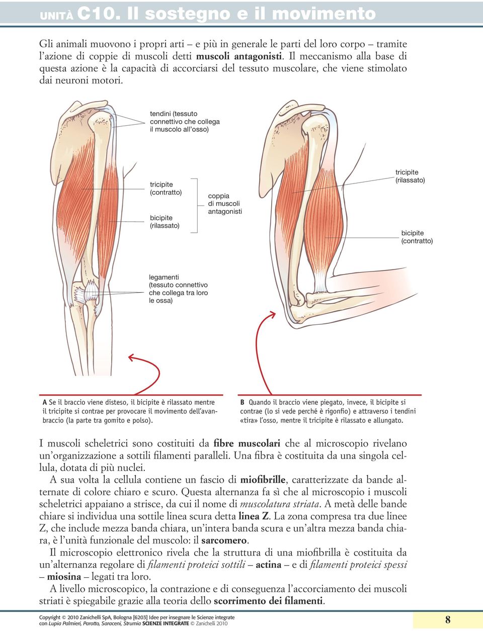 tendini (tessuto connettivo che collega il muscolo all ) tricipite (contratto) bicipite (rilassato) coppia di muscoli antagonisti tricipite (rilassato) bicipite (contratto) legamenti (tessuto