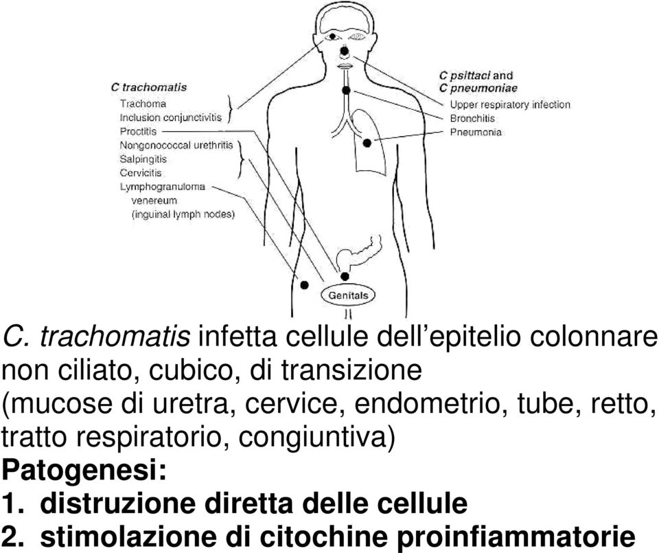 tube, retto, tratto respiratorio, congiuntiva) Patogenesi: 1.