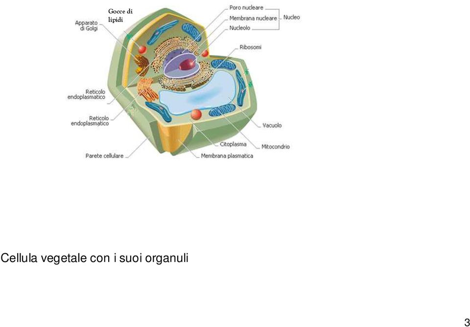 Cellula