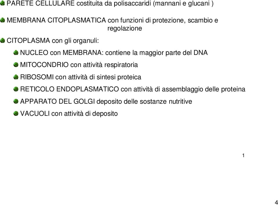 DNA MITOCONDRIO con attività respiratoria RIBOSOMI con attività di sintesi proteica RETICOLO ENDOPLASMATICO con