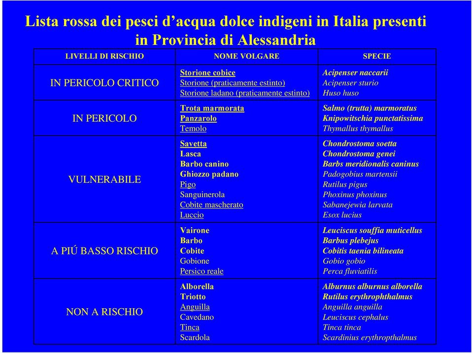 mascherato Luccio Vairone Barbo Cobite Gobione Persico reale Alborella Triotto Anguilla Cavedano Tinca Scardola Acipenser naccarii Acipenser sturio Huso huso Salmo (trutta) marmoratus Knipowitschia