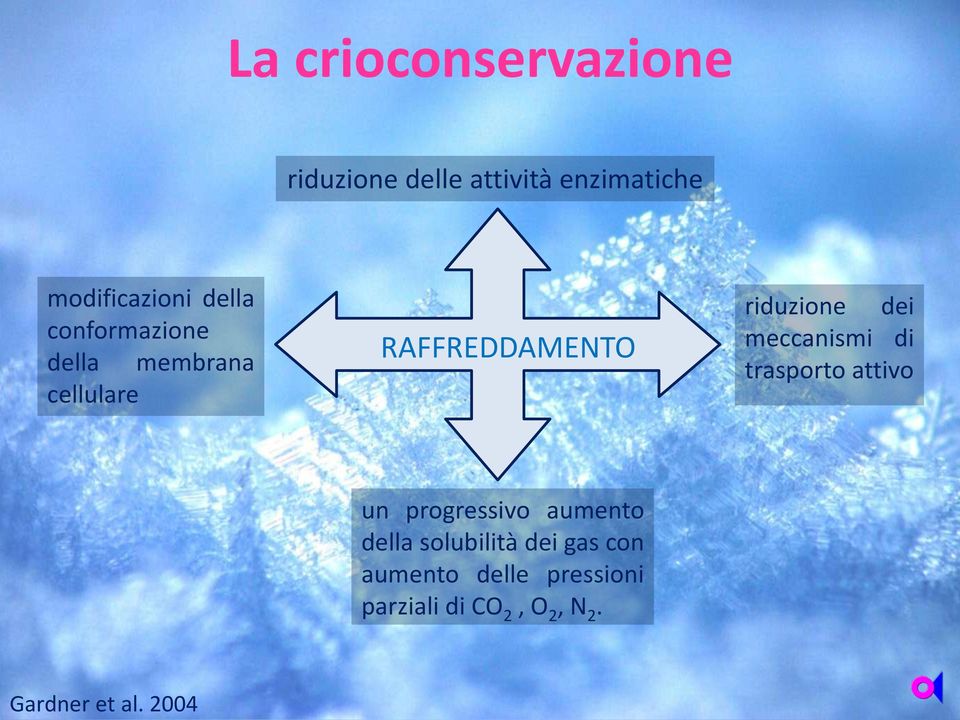 modificazioni della conformazione della membrana cellulare RAFFREDDAMENTO