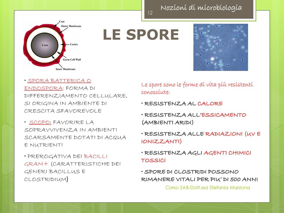 DEI GENERI BACILLUS E CLOSTRIDIUM) Le spore sono le forme di vita più resistenti conosciute: RESISTENZA AL CALORE RESISTENZA ALL ESSICAMENTO