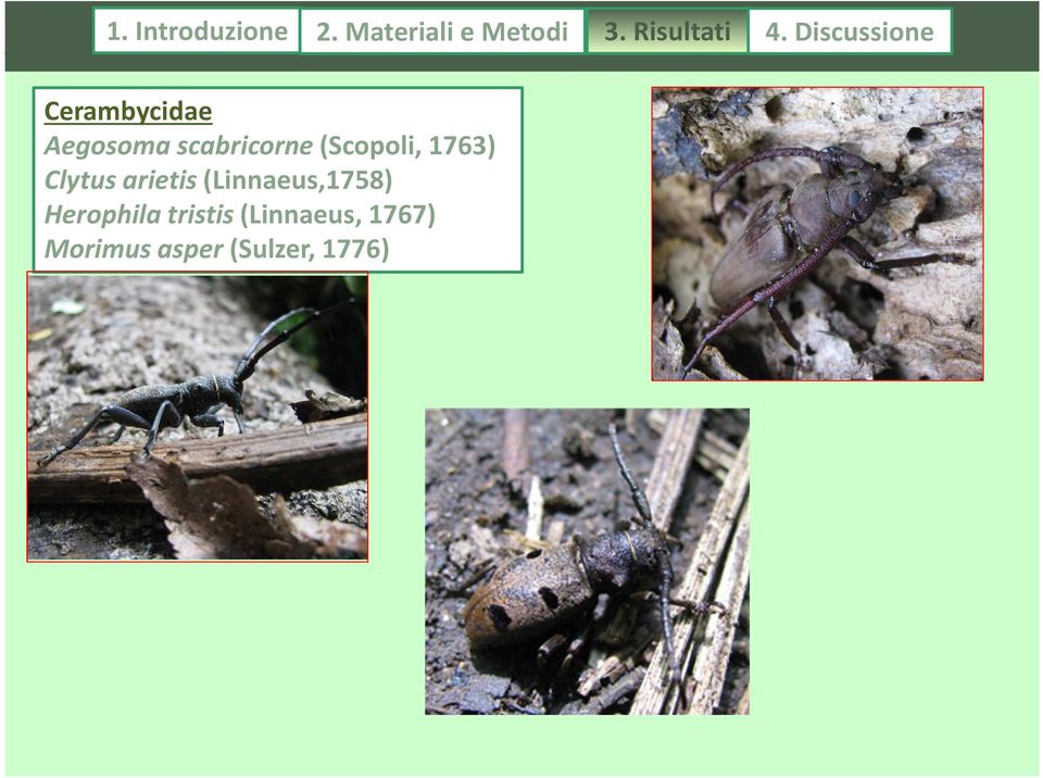 Discussione Cerambycidae Aegosoma