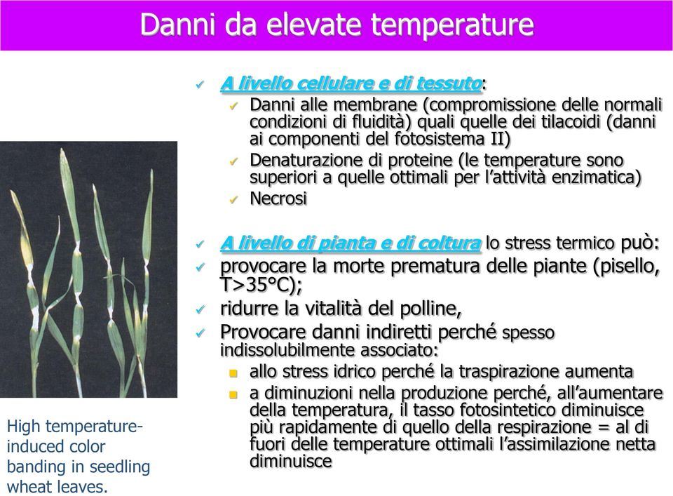 a quelle ottimali per l attività enzimatica) Necrosi A livello di pianta e di coltura lo stress termico può: provocare la morte prematura delle piante (pisello, T>35 C); ridurre la vitalità del