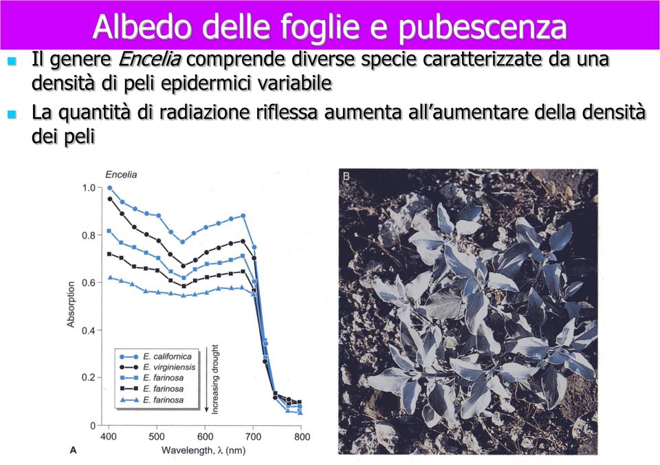 densità di peli epidermici variabile La quantità di