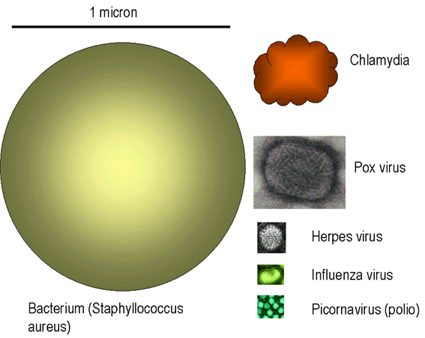 Ingrandimento e risoluzione Microscopio ottico Microscopio