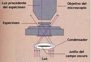 Microscopio ottico in campo oscuro L immagine è formata dalla luce riflessa o rifratta dal campione Produce un immagine brillante dell oggetto su un fondo scuro Negli