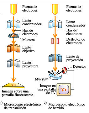 Fonte di elettroni Fonte di elettroni Condensator e Fascio di elettroni Campione Obiettivo Lente del proiettore Condensator e Fascio di elettroni Deviazione degli elettroni